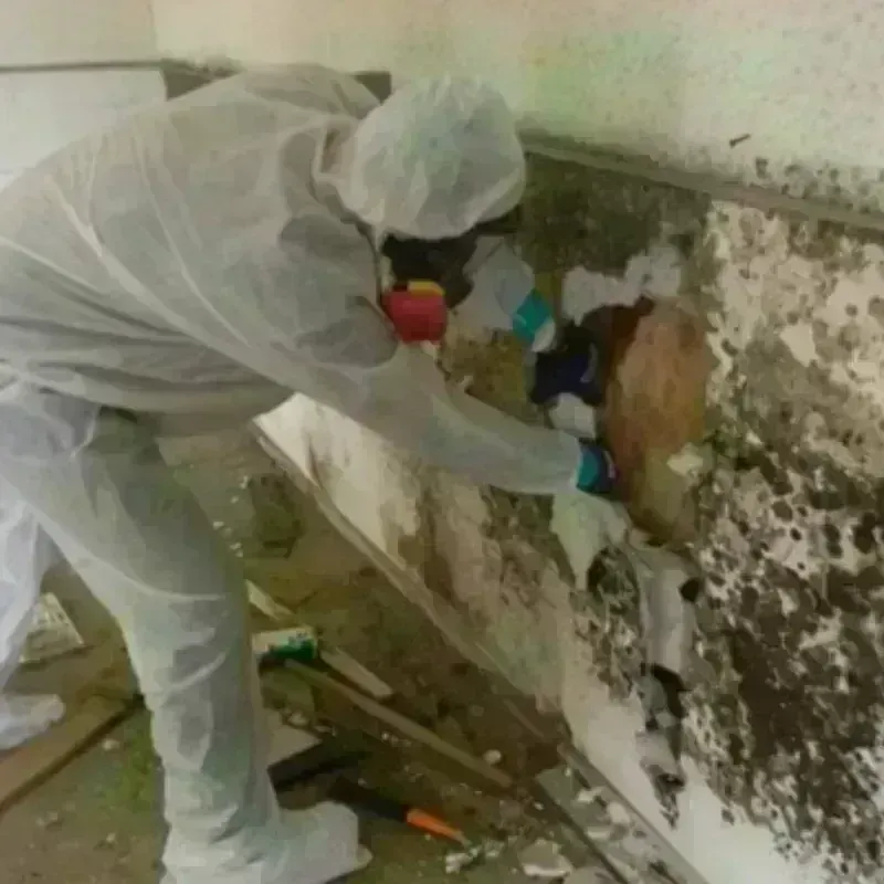 Mold Remediation and Removal in Orangeburg County, SC